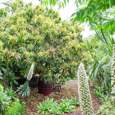 Holiday Home El Amparo - Ico137 Semesterbostad Icod De Los Vinos